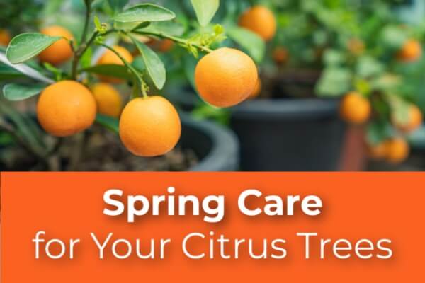 Spring Care For Your Citrus Trees