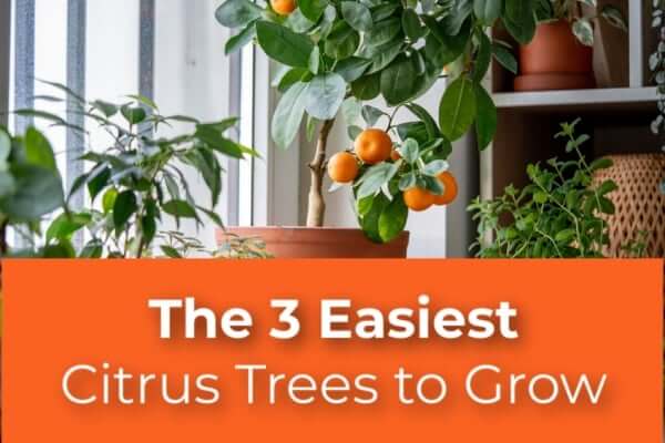 The 3 Easiest Citrus Trees to Grow