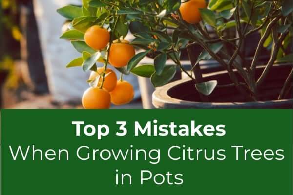 Top 3 Mistakes When Growing Citrus Trees in Pots