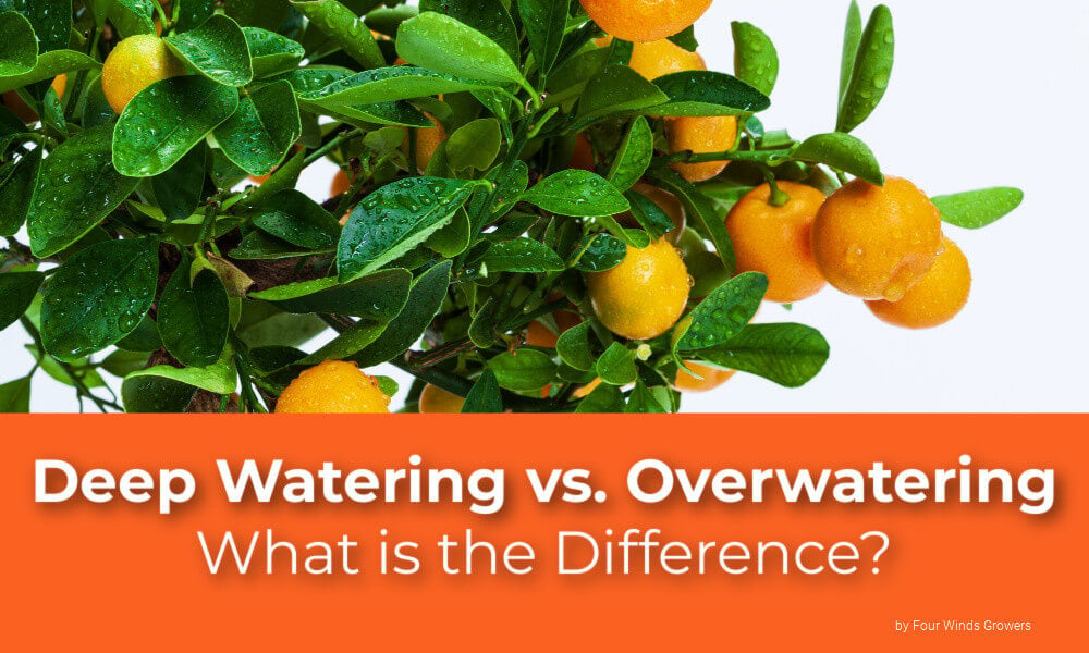 What is the Difference Between Deep Watering and Overwatering?