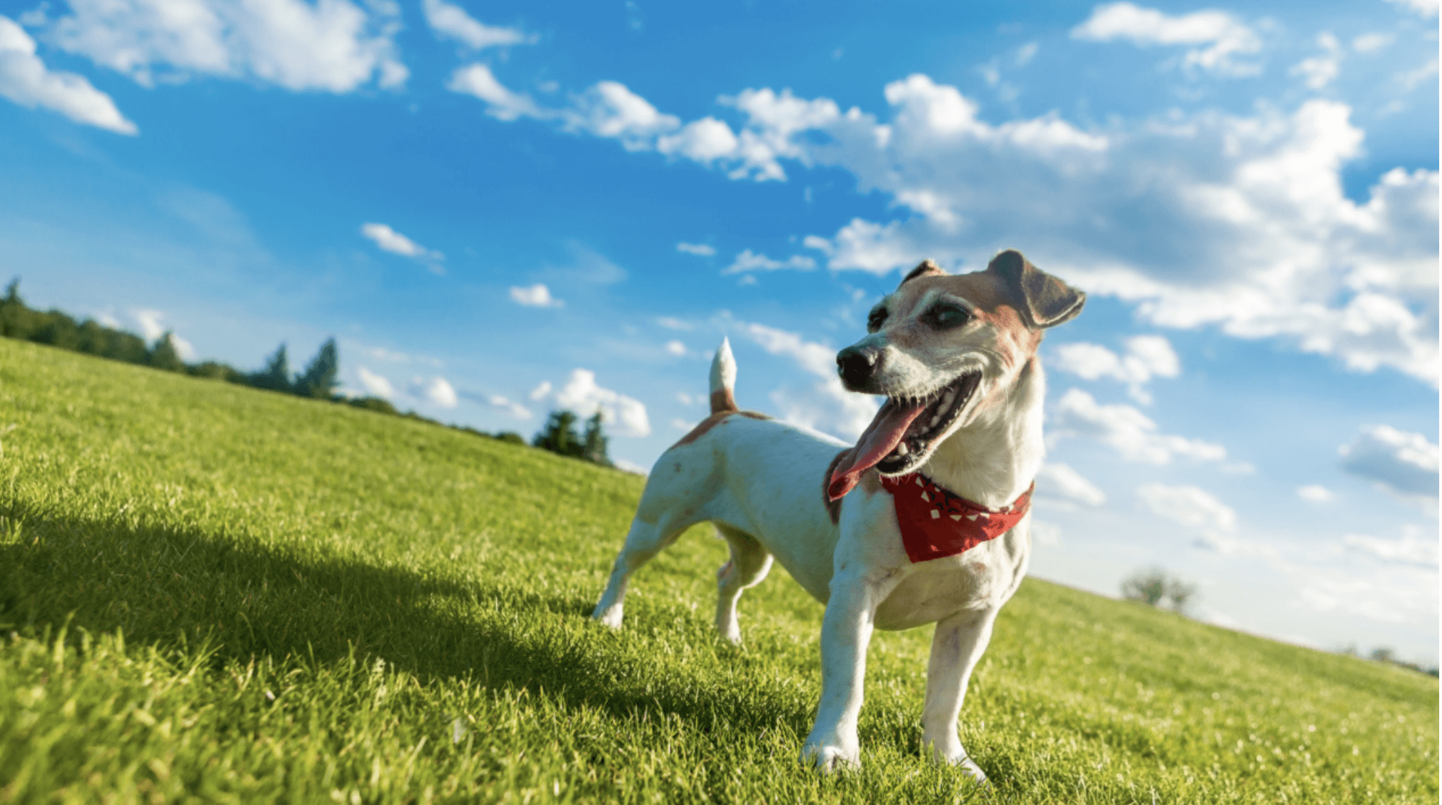 Using shock collar to train outlet dog