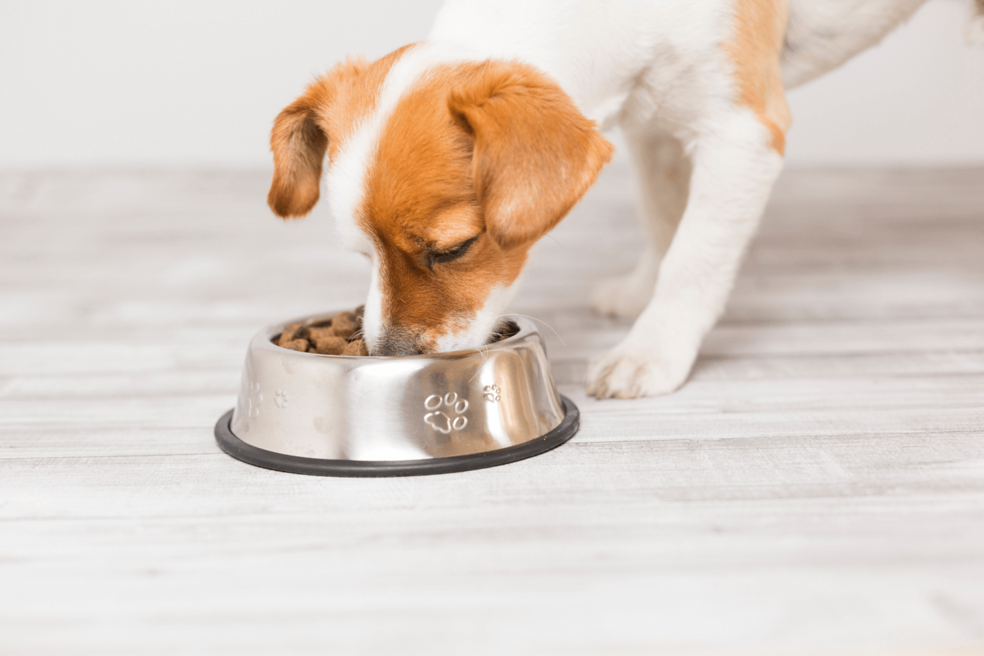 What to feed hot sale a small dog