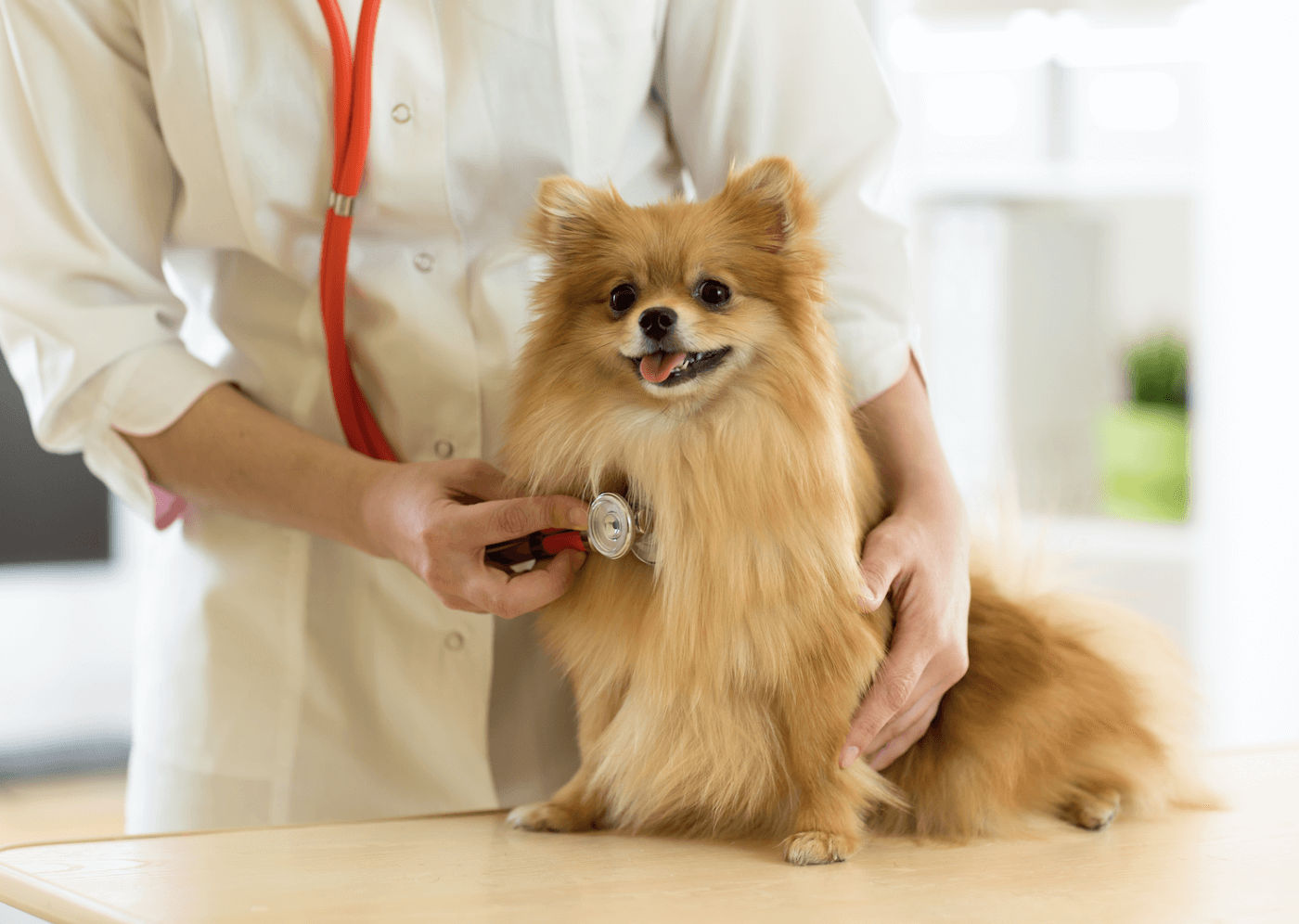 Smooth Vet Visits: Top Tips for Your Toy Dog's Big Day