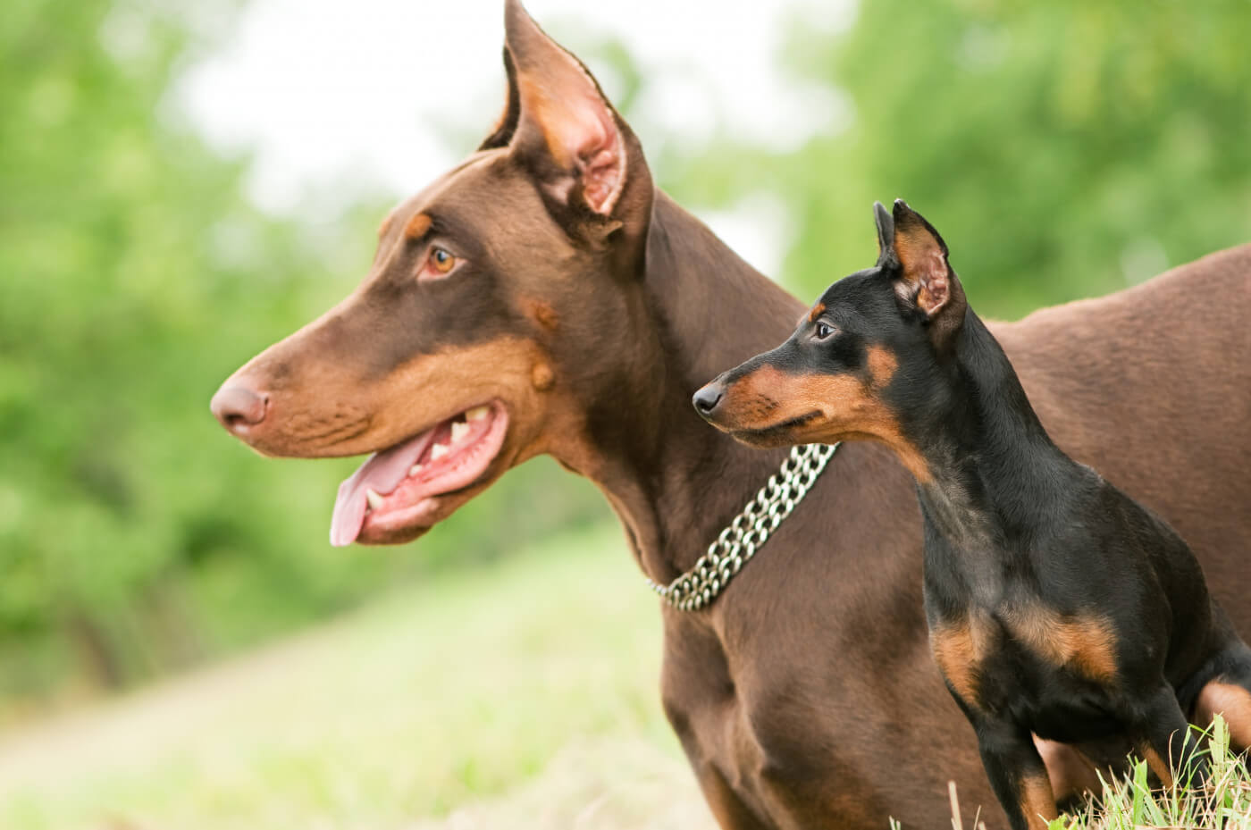 Why Is Training a Small Dog Different from Training a Large Dog?