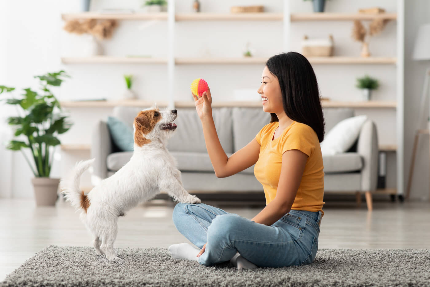 Yes! Shock Collars for Small Dogs Also Work with Positive Reinforcement Training