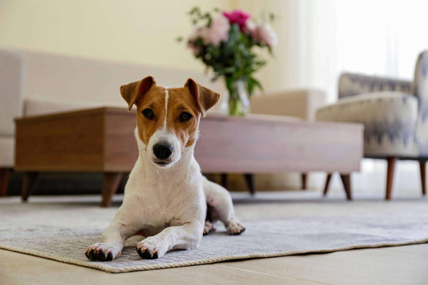 Best Small Dog Breeds for Apartments, Condos, and Other Limited Spaces