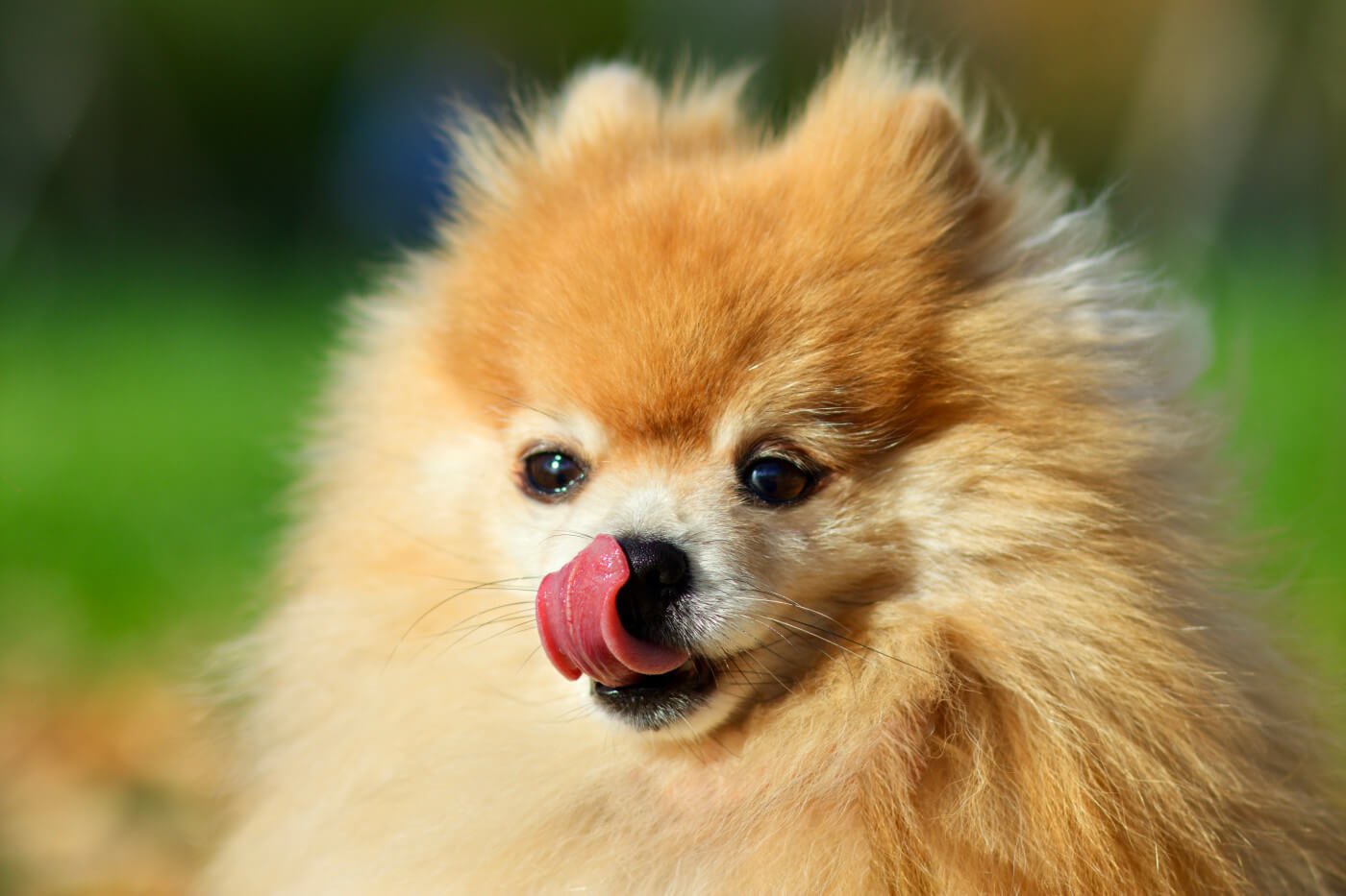 Can Dogs Have Almond Butter? The Answer May Surprise You!