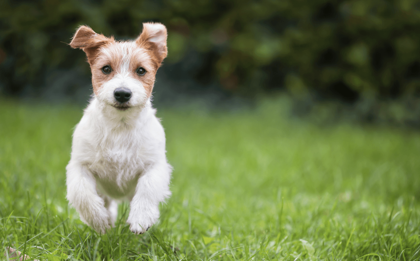 Debunking the Myths and Misconceptions About Shock Collars for Small Dogs