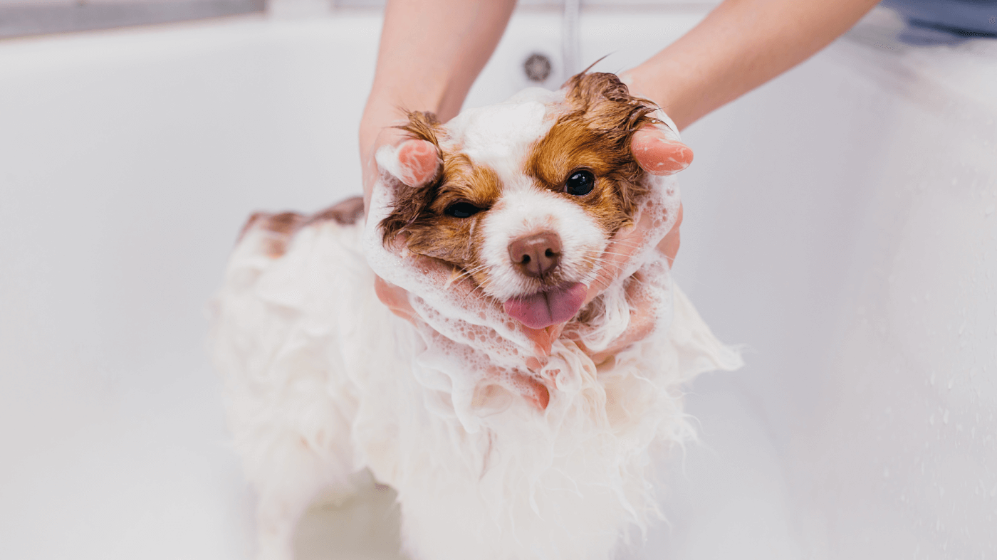 5 Essential Dog Grooming Tips for Toy Breed Owners