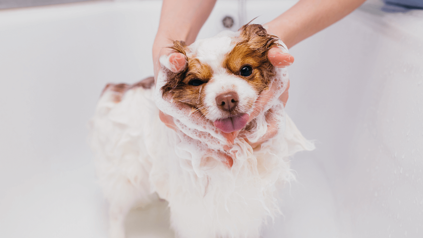 Dog Grooming Tub Secrets: The Ultimate Guide for Toy Breed Owners