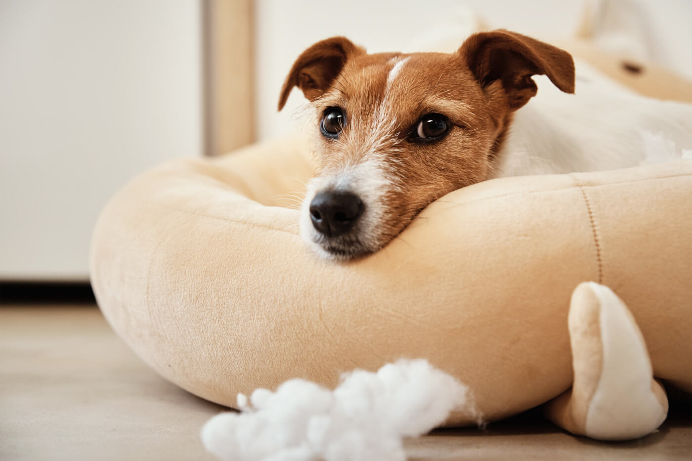 11 Ways to Dog Proof Your Home Right Now