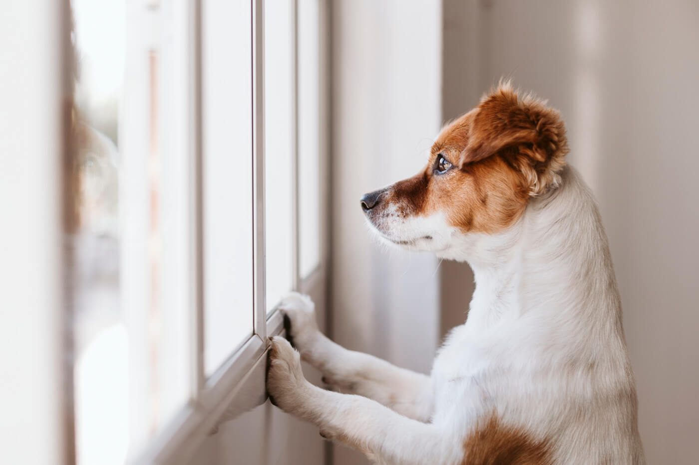 My Small Dog Has Separation Anxiety: What Can I Do?