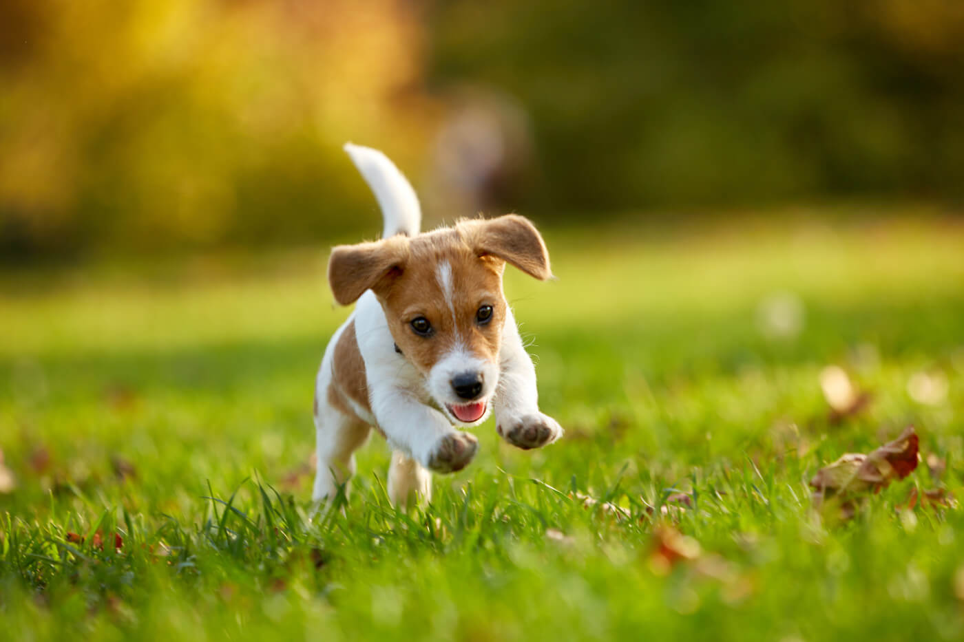 9 Common Dog Training Mistakes and How to Avoid Them