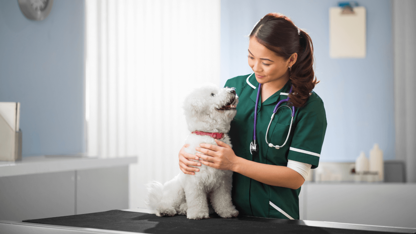 How to Choose the Right Vet for Your Toy Breed Dog