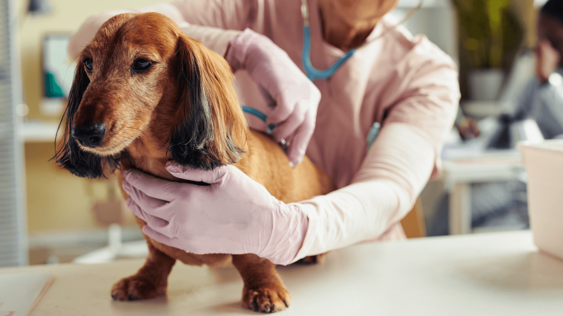 Preventing Common Health Issues in Toy Dog Breeds