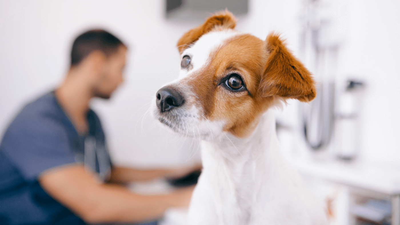 The Ultimate Guide to Pet Insurance for Toy Breed Dogs