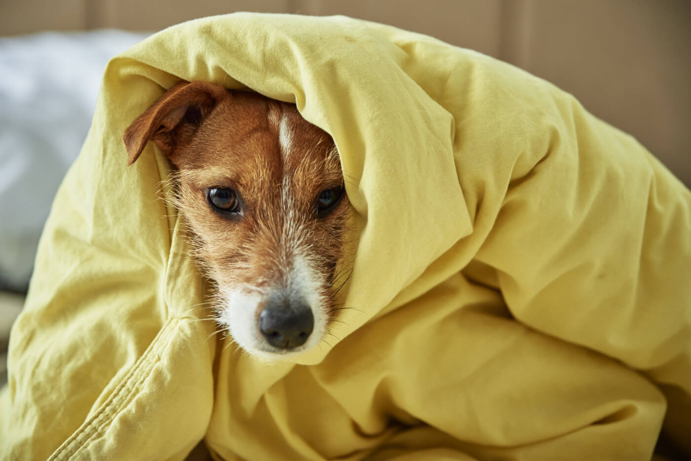 Spotting Signs of Pain in Your Pup: A Guide for Dog Owners