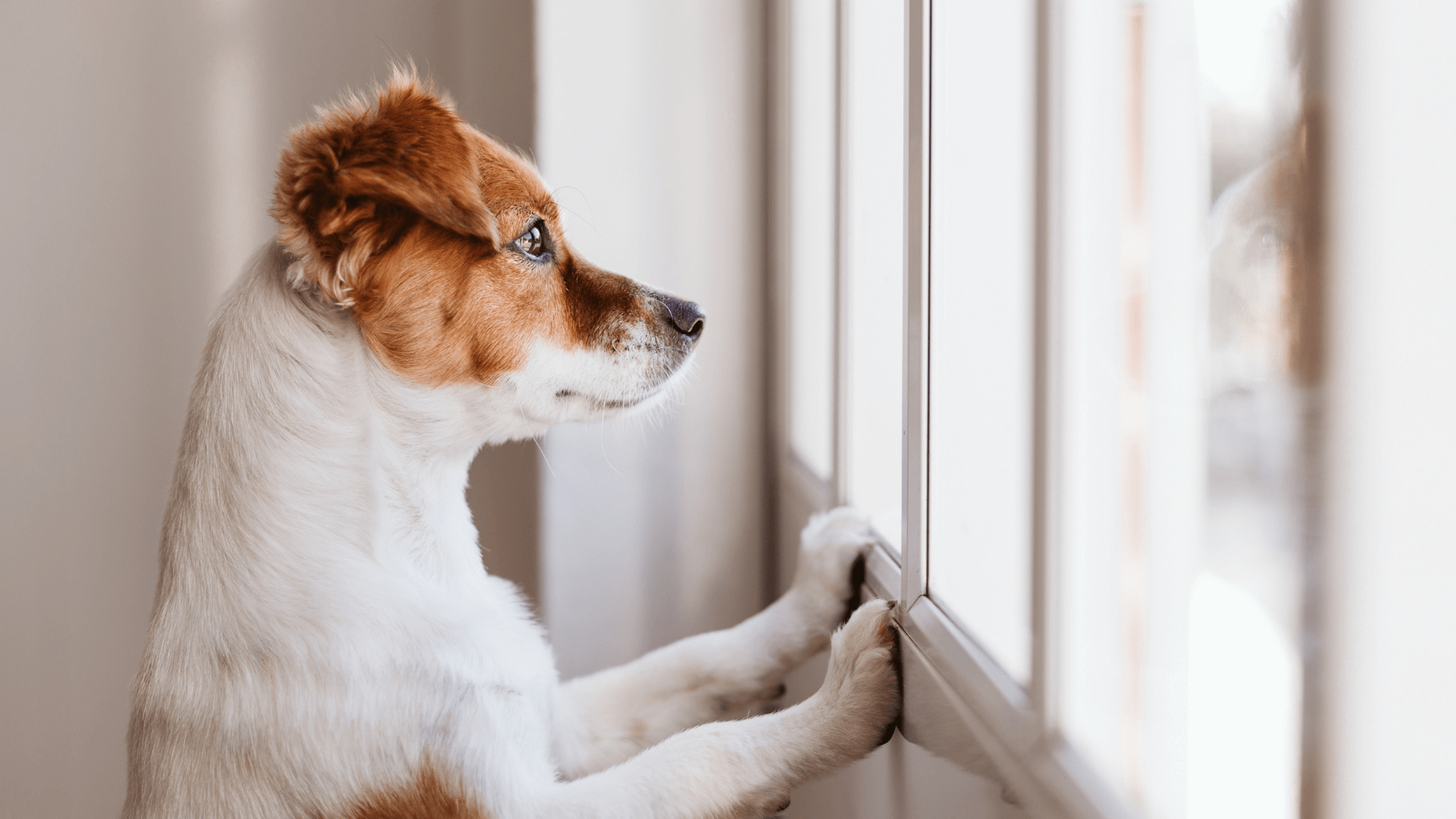Visual Reference: Separation Anxiety In Toy Breeds What Works What Doesn T