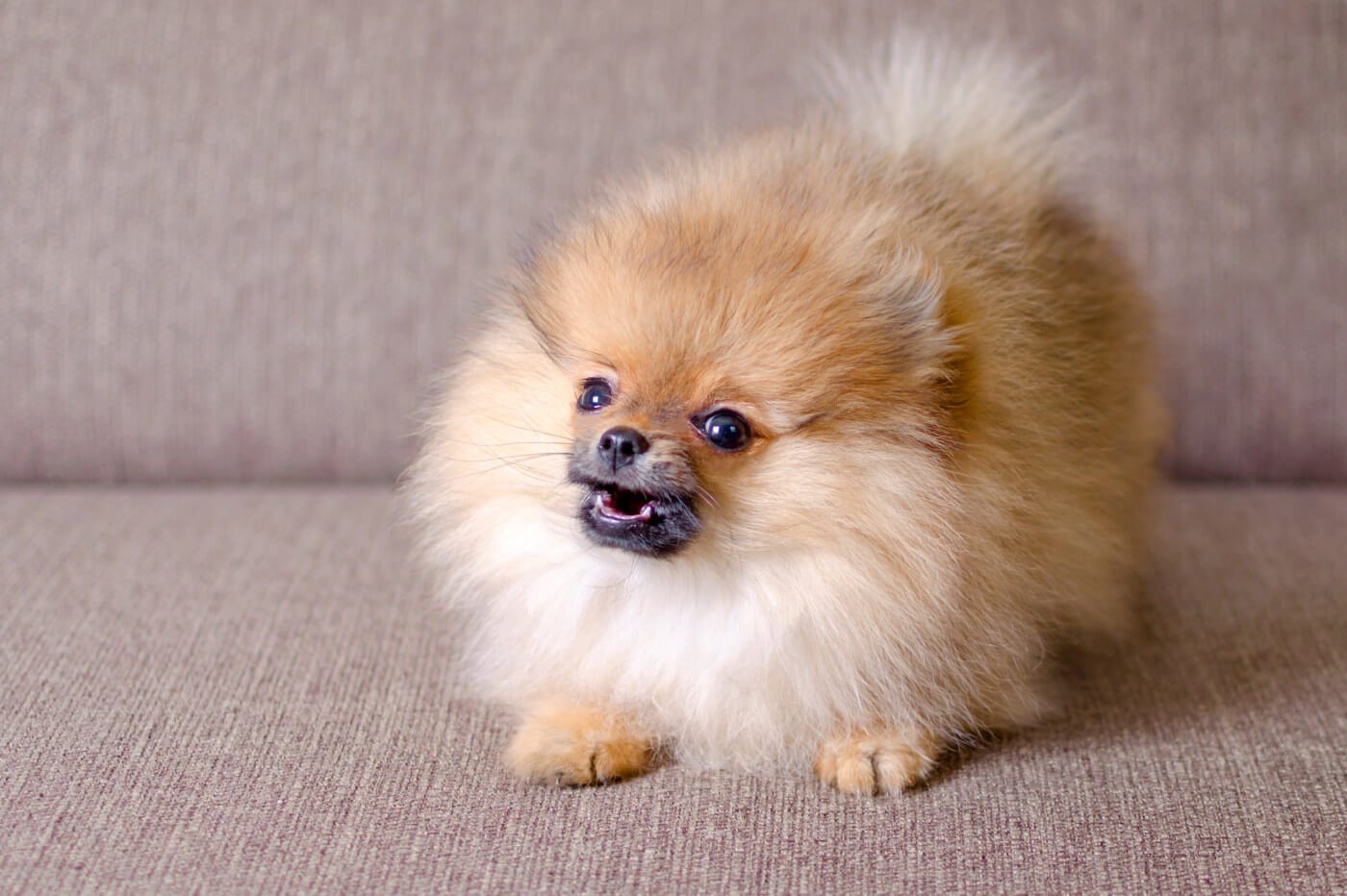 Does My Dog Have Small Dog Syndrome? Here's What to Look For