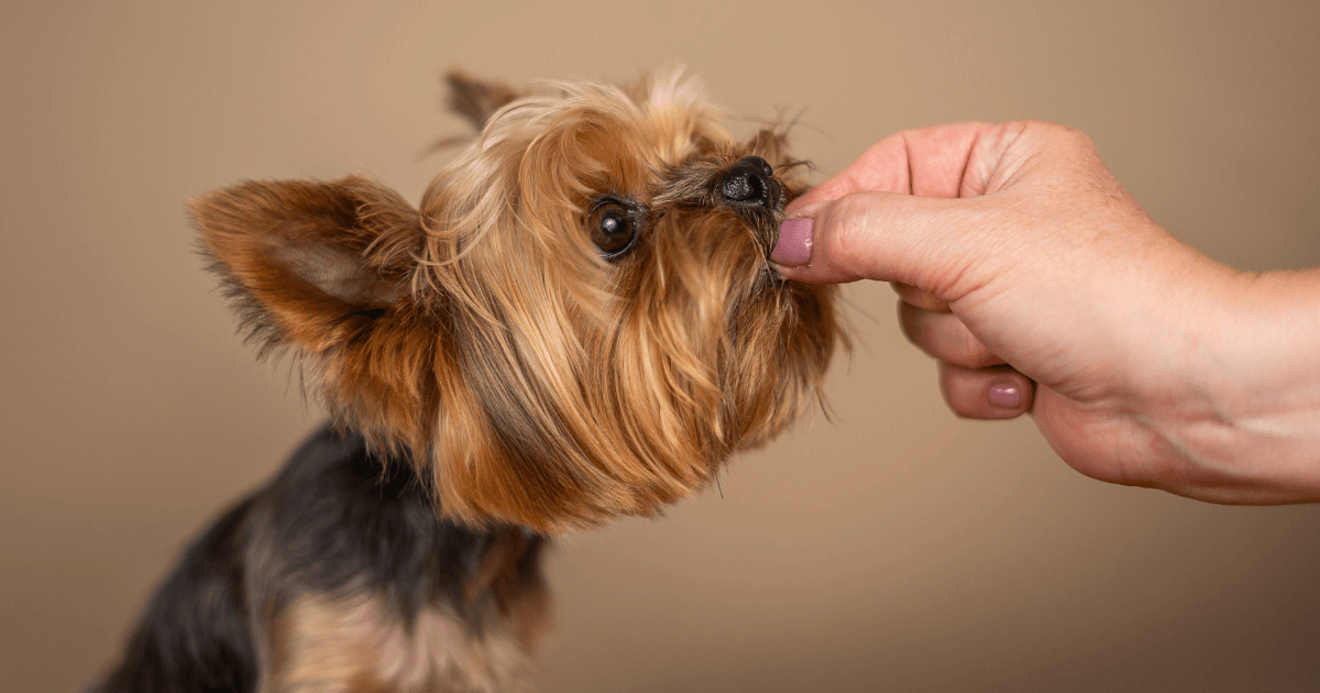 From Biting to Behaving: The Ultimate Guide to Treat-Training Your Dog