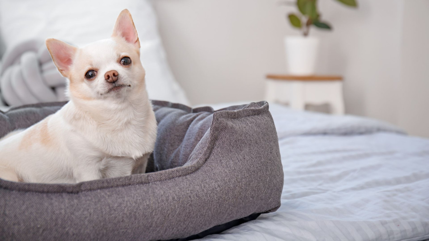 Creating the Perfect Home Environment for Your New Toy Dog