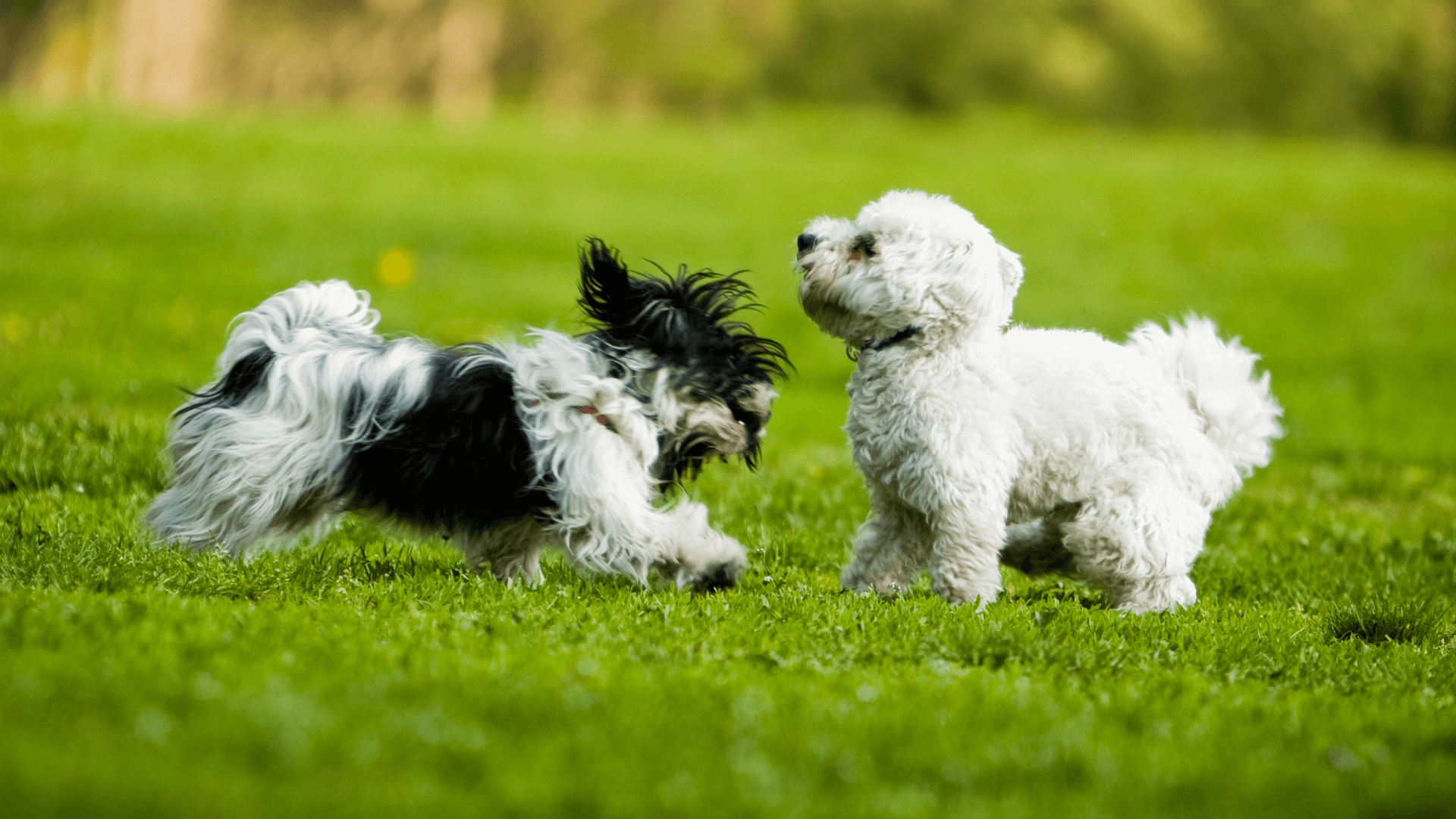 How to Socialize Your Toy Breed Puppy the Right Way