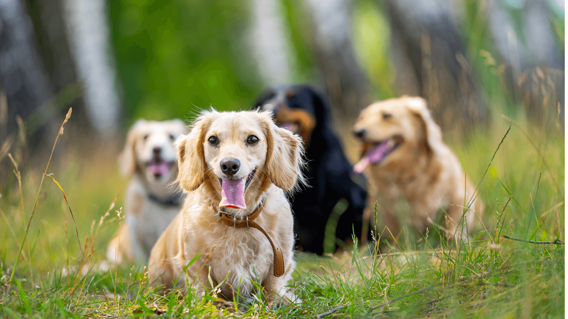 socializing small dogs