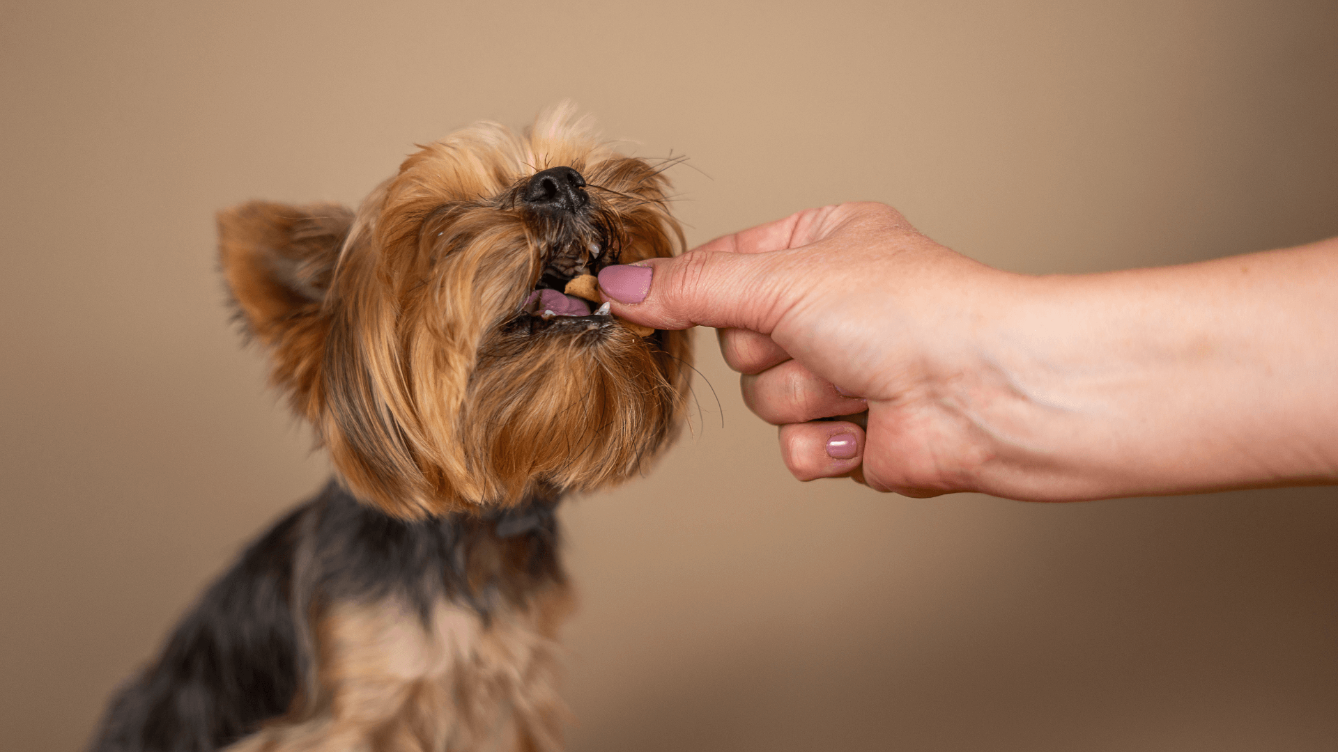 The Ultimate Guide to Toy Breed Nutrition