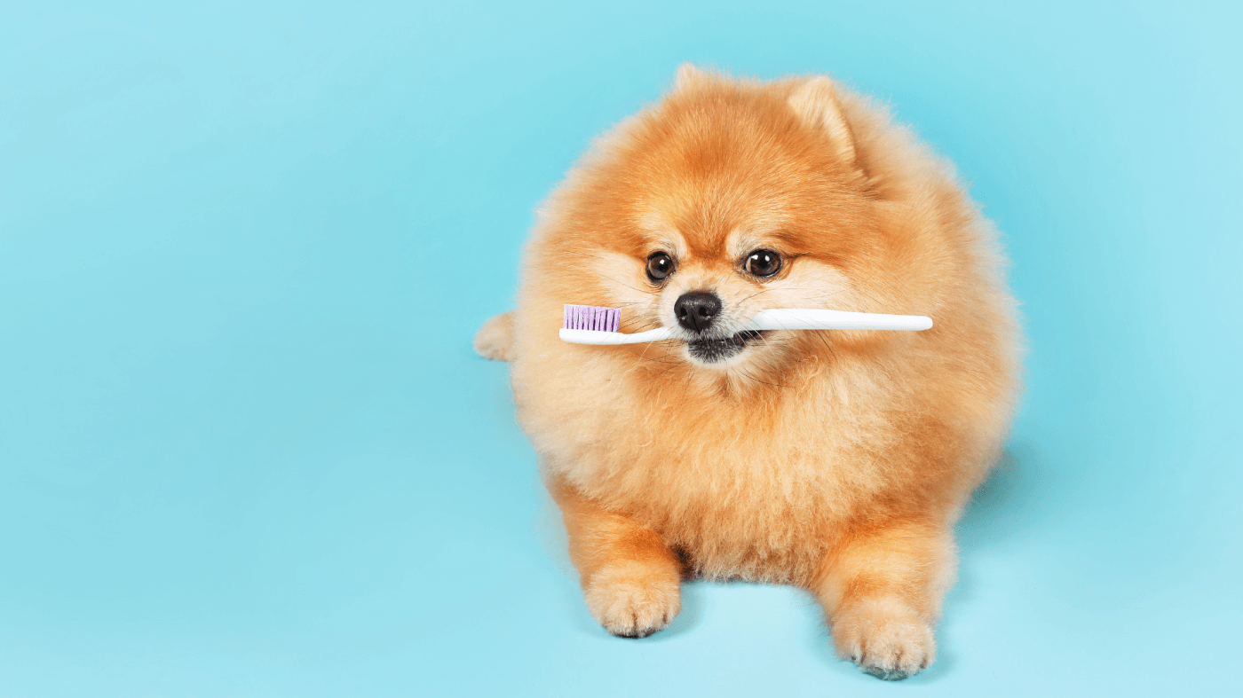 Toy Breed Dental Care: Expert Tips for Tiny Teeth