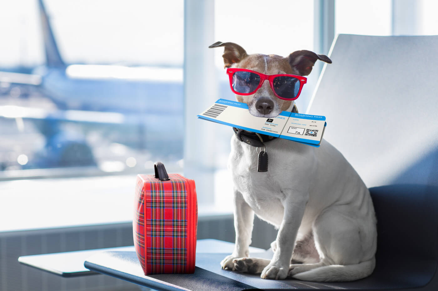 Traveling with Your Dog: Tips for Safe and Stress-Free Trips