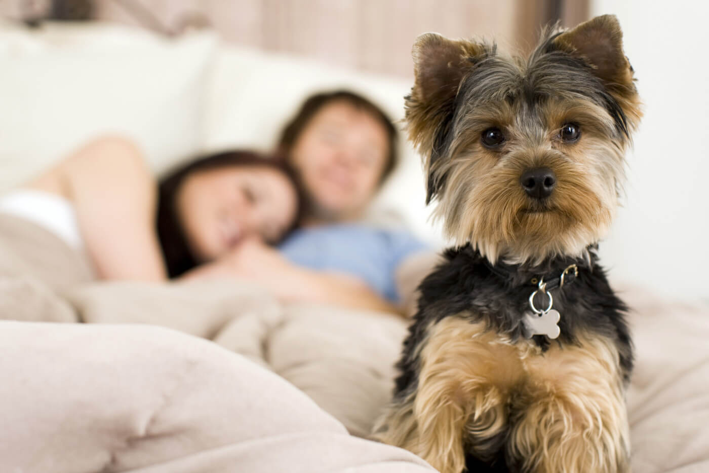 Why Does My Dog Lay on Me? Understand Your Pup's Affection