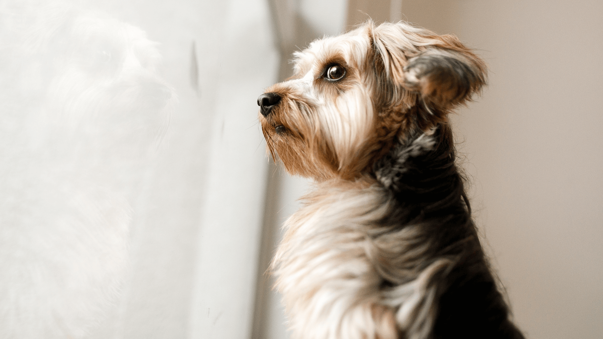 dog anxiety