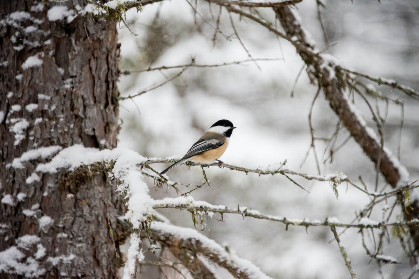 10 Tips For Feeding Birds In Winter