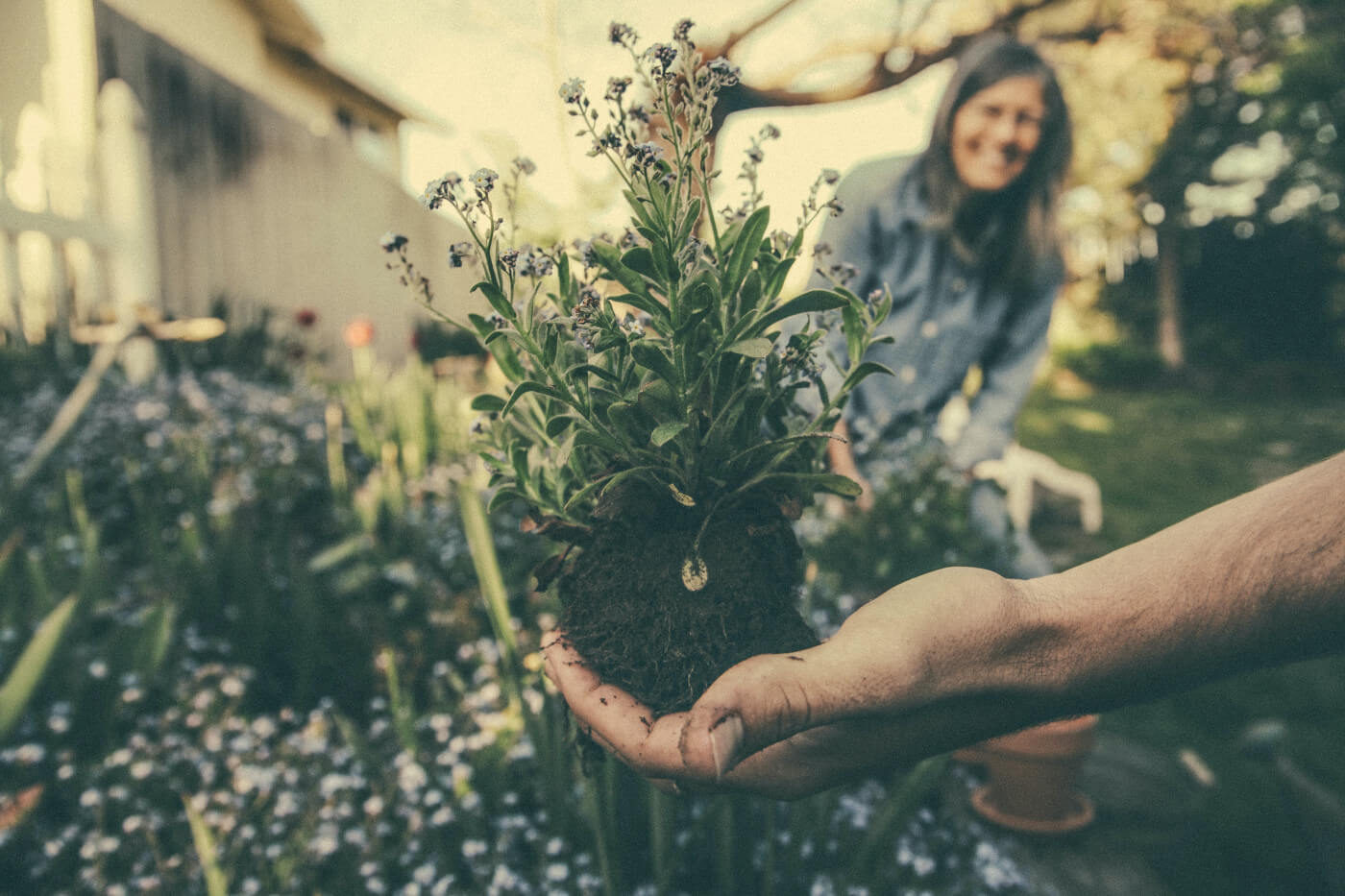 10 Winter Gardening Tips