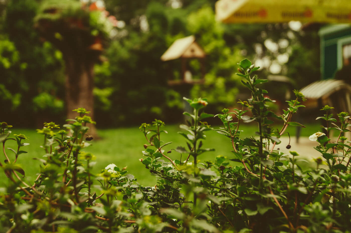 10 Ways To Maintain Your Garden With Minimum Effort