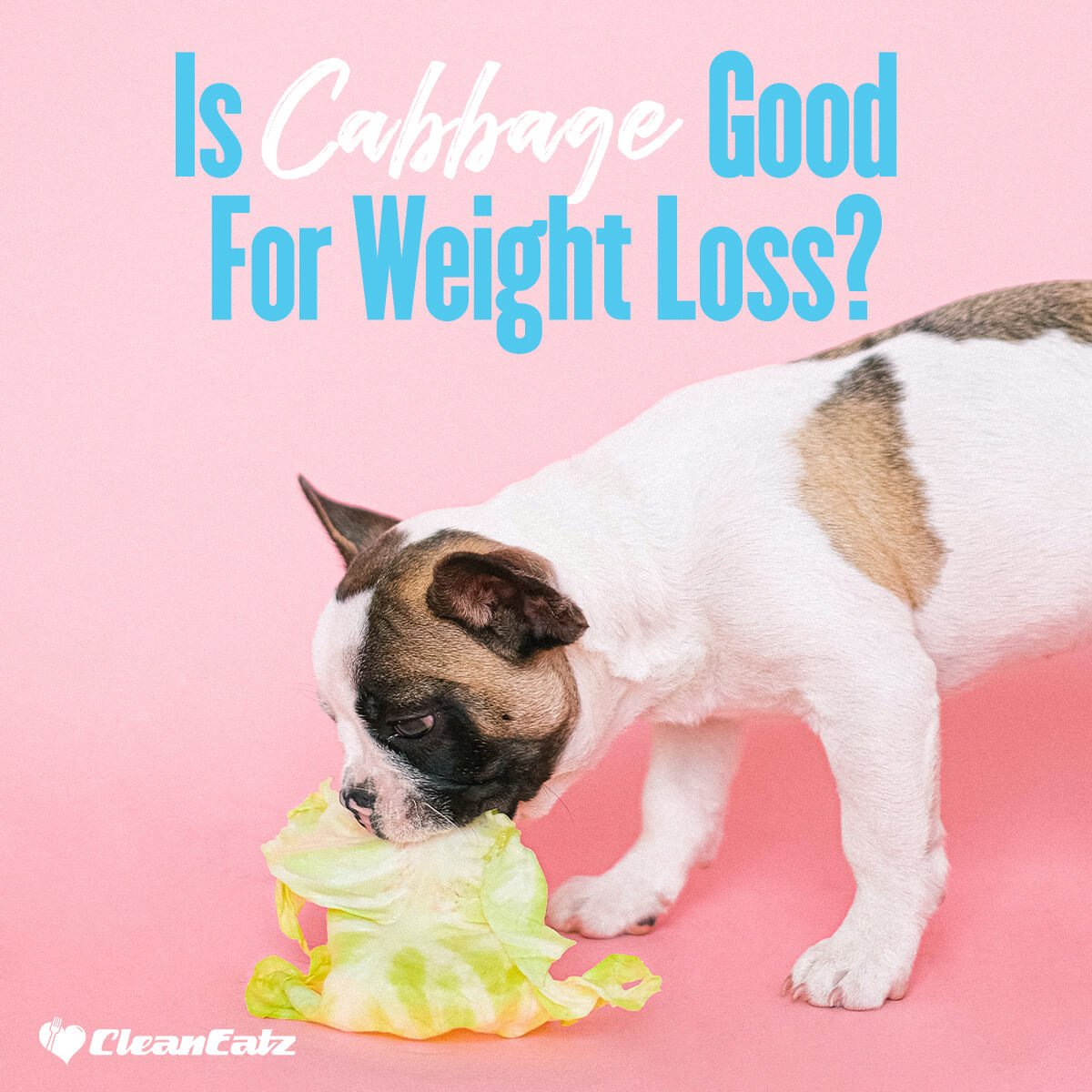 Is Cabbage Good For Weight Loss?