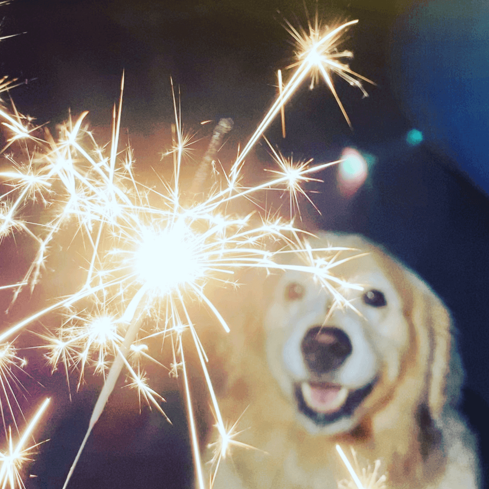 4th of July Anxiety in Dogs: CBD Oil's Calming Benefits