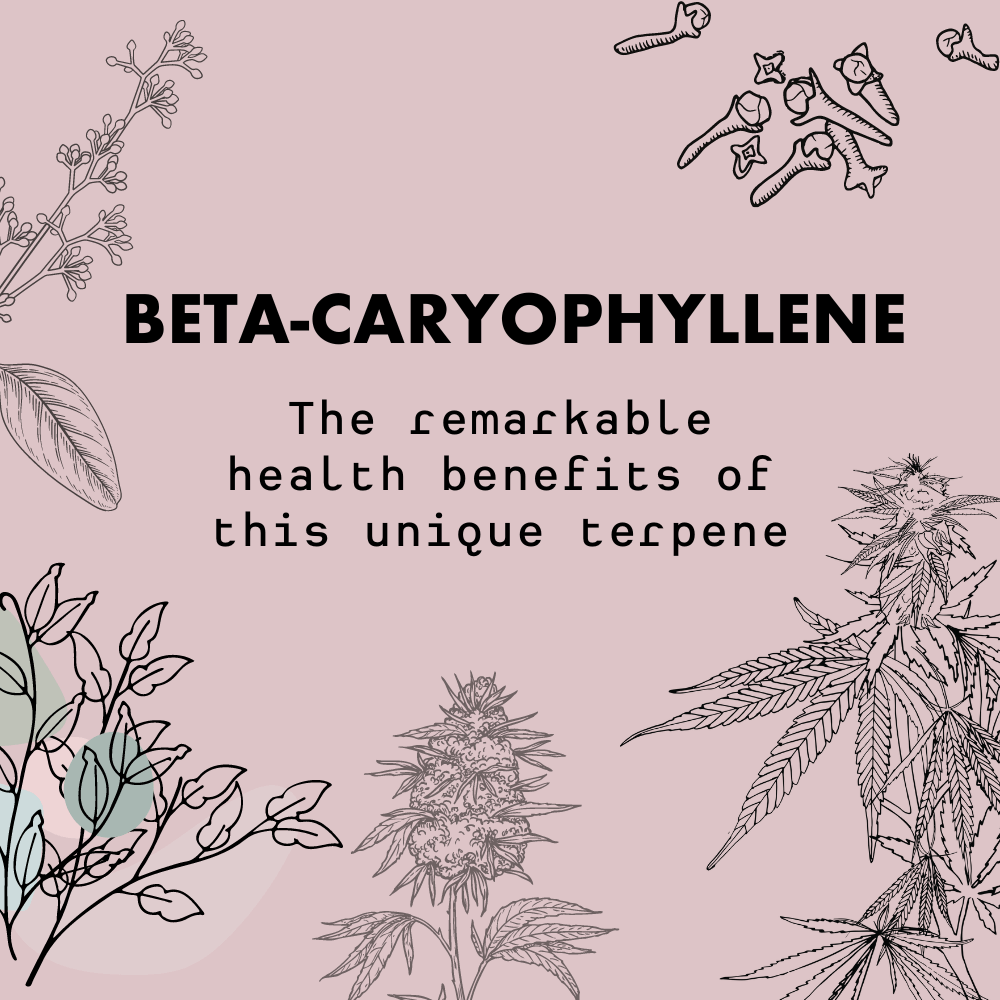 The Benefits of Beta-Caryophyllene: A Hemp Terpene for Natural Healing and Wellness