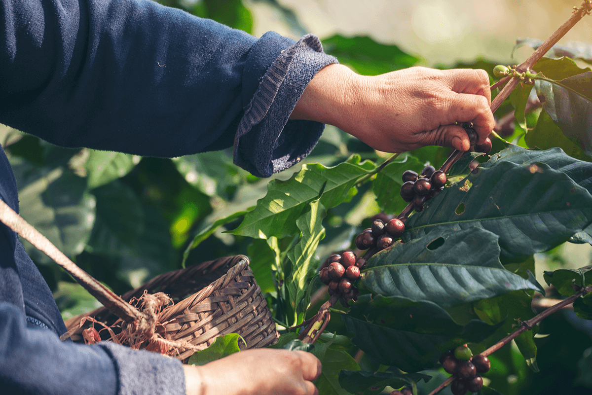 Coffee Beans: Arabica vs Robusta