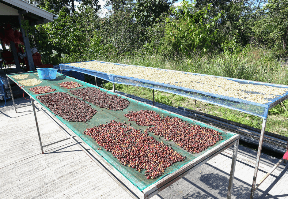 Washed/Wet vs Natural Coffee Processing