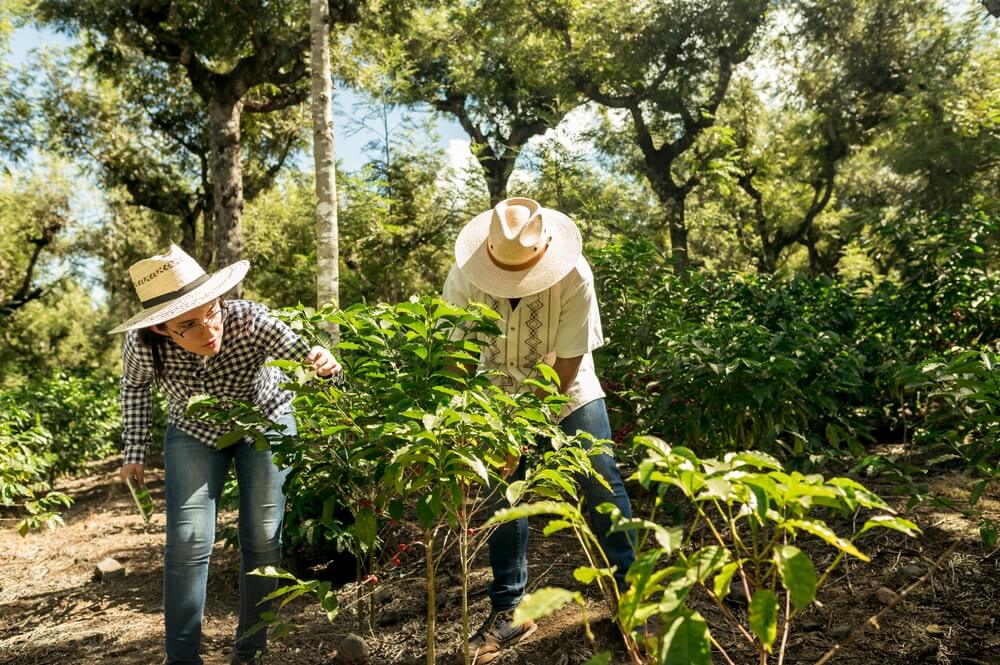 Sustainable Coffee Partnerships: The Kayak Coffee® Adventure