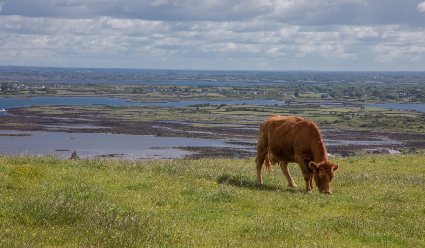 THE LEGEND OF THE DUN COW OF SHROPSHIRE