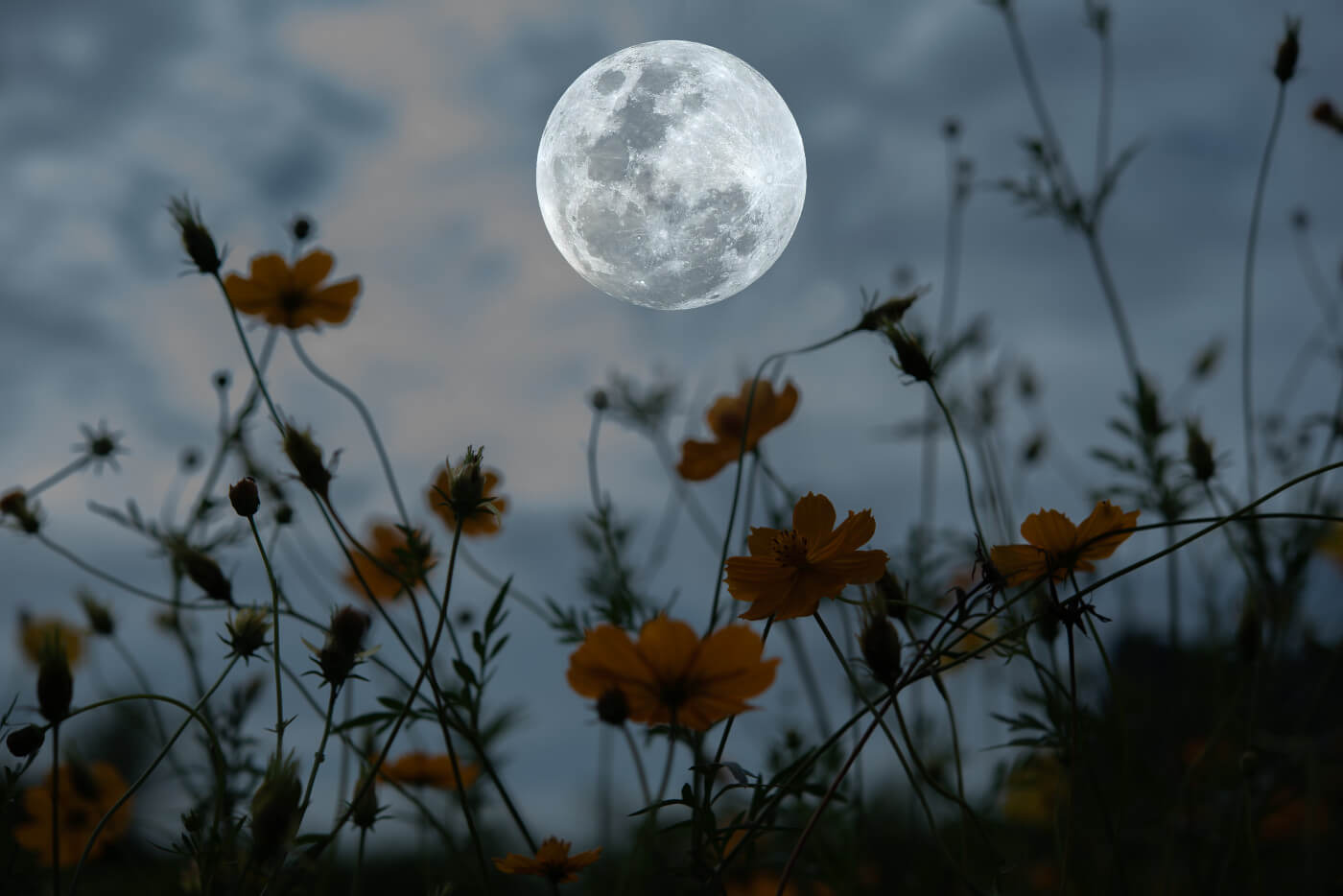 MOON MUSINGS: THE FULL MOON IN CAPRICORN