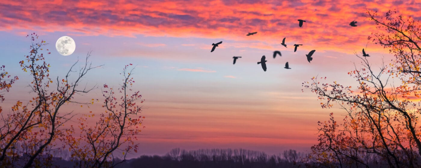 STORYTIME: THE LANGUAGE OF THE BIRDS