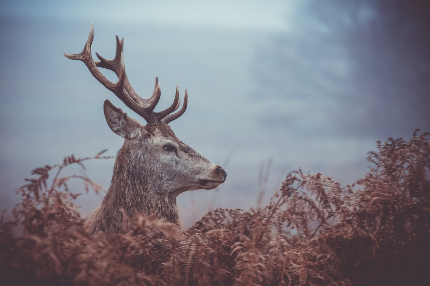 STORYTIME: THE STAG AT THE POOL