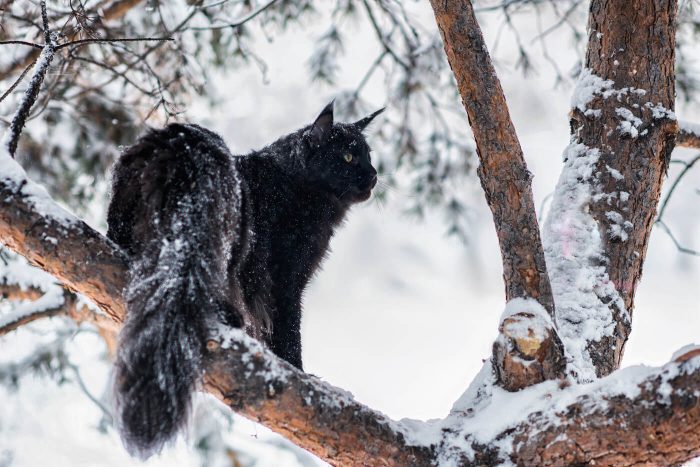 MYTHIC BEASTS & BEINGS: THE YULE CAT