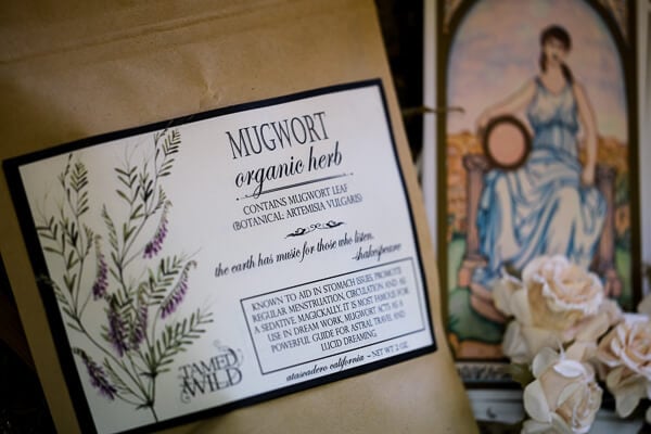 WILD MEDICINE: MUGWORT