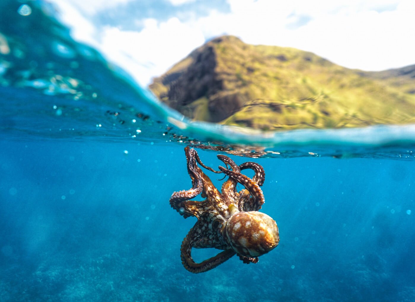 ANIMAL SYMBOLOGY: THE OCTOPUS EXPLAINED