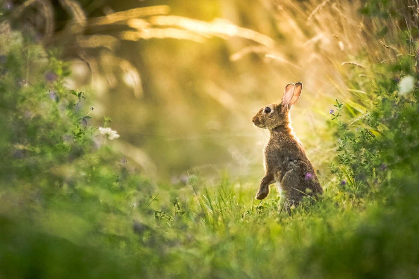 ANIMAL SYMBOLOGY: THE RABBIT EXPLAINED