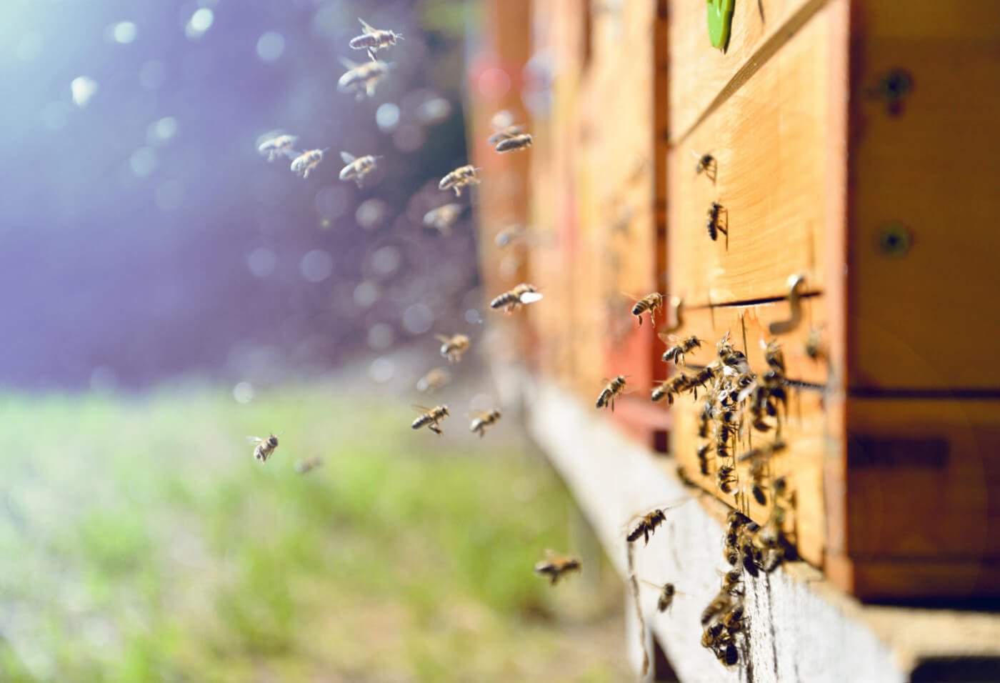 STORYTIME: TELLING THE BEES YOUR SECRETS